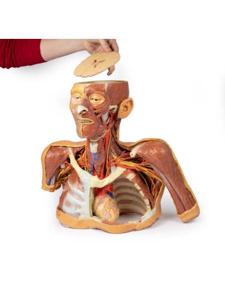 Kopf, Hals und Schultern mit Angiosomen - Erler Zimmer 3D-Anatomie Serie MP1250