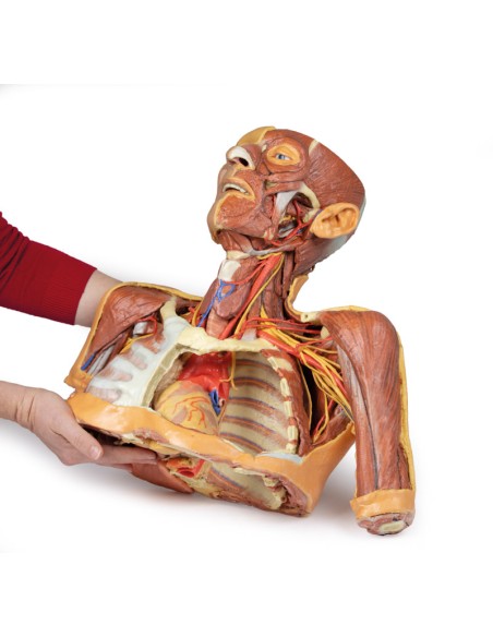 Testa collo e spalle con angiosomi - Erler Zimmer 3D anatomy Series MP1250