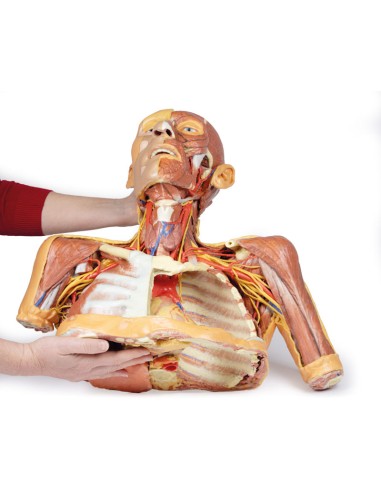 Cabeza, cuello y hombros con angiosomas - Erler...