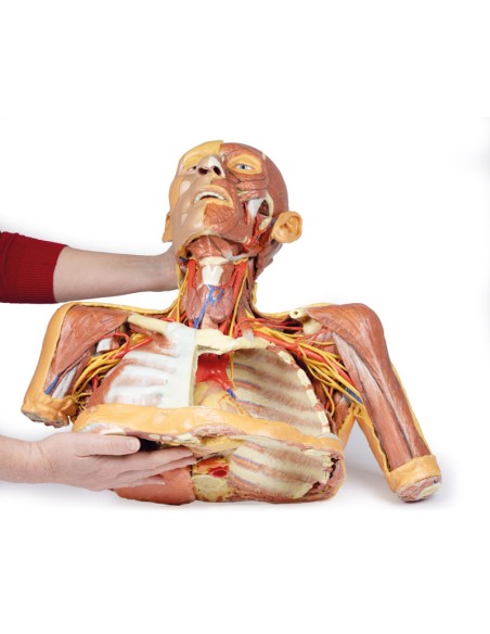 Tête, cou et épaules avec angiosomes - Erler Zimmer 3D anatomy Series MP1250