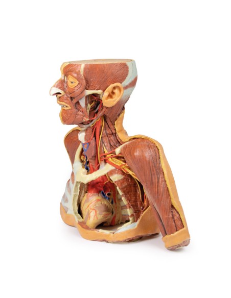 Cabeza, cuello y hombros con angiosomas - Erler Zimmer 3D anatomy Series MP1250