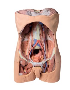 Hintere Bauchwand - Erler Zimmer 3D-Anatomie Serie MP1300