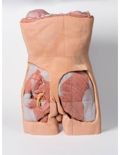 Parete Addominale posteriore - Erler Zimmer 3D anatomy... 2