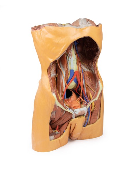 Hintere Bauchwand - Erler Zimmer 3D-Anatomie Serie MP1300