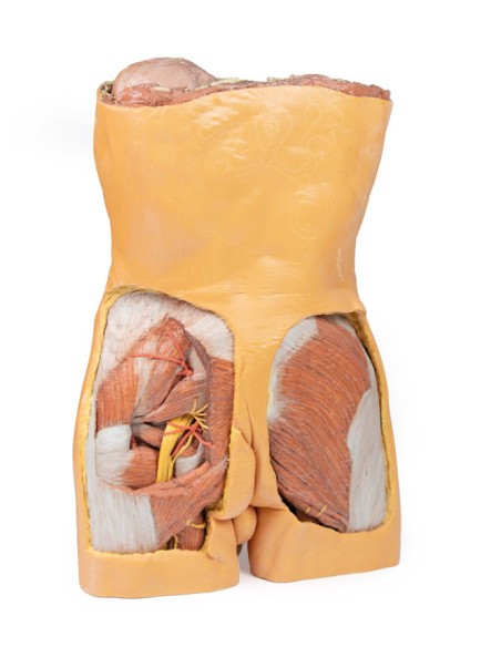 Posterior Abdominal Wall - Erler Zimmer 3D anatomy Series MP1300