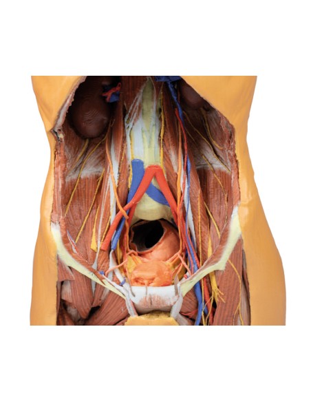 Posterior Abdominal Wall - Erler Zimmer 3D anatomy Series MP1300