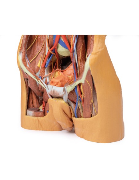 Parete Addominale posteriore - Erler Zimmer 3D anatomy Series MP1300