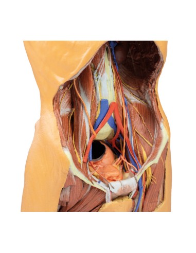 Hintere Bauchwand - Erler Zimmer 3D-Anatomie...