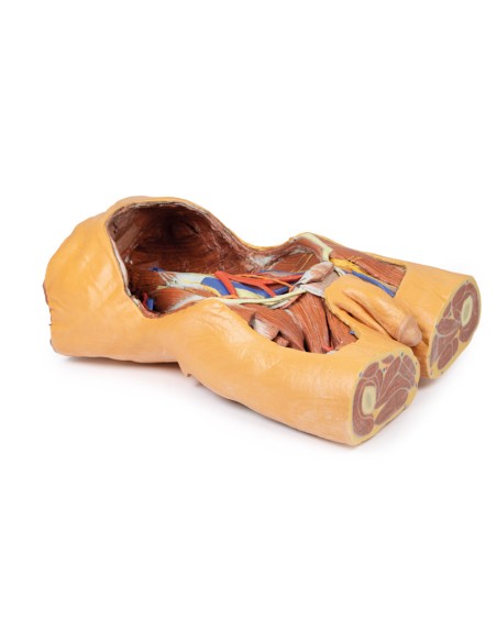 Hintere Bauchwand - Erler Zimmer 3D-Anatomie Serie MP1300