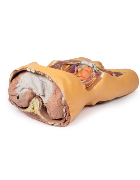 Pared abdominal posterior - Erler Zimmer 3D anatomy Series MP1300