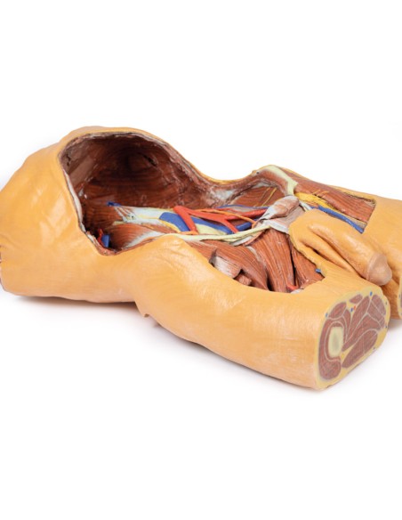 Hintere Bauchwand - Erler Zimmer 3D-Anatomie Serie MP1300