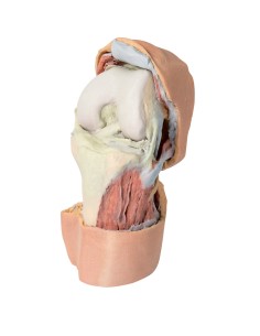 Deep dissection of the flexed knee joint- Erler Zimmer 3D...