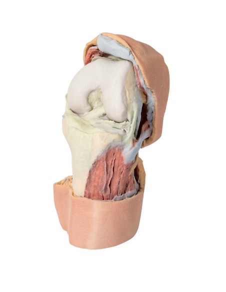 Deep dissection of the flexed knee joint- Erler Zimmer 3D anatomy Series MP1807