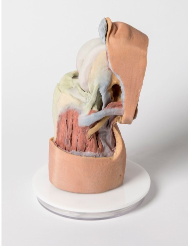 Dissection profonde de l'articulation du genou...