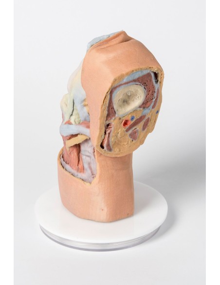 Tiefe Dissektion des gebeugten Kniegelenks - Erler Zimmer 3D anatomy Series MP1807