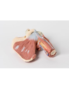 Dissection profonde de l'épaule gauche - muscles, nerfs... 2