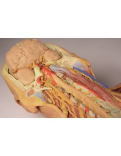 Deep ventral dissection of the human body (Posterior... 2