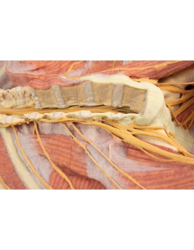 Deep ventral dissection of the human body...