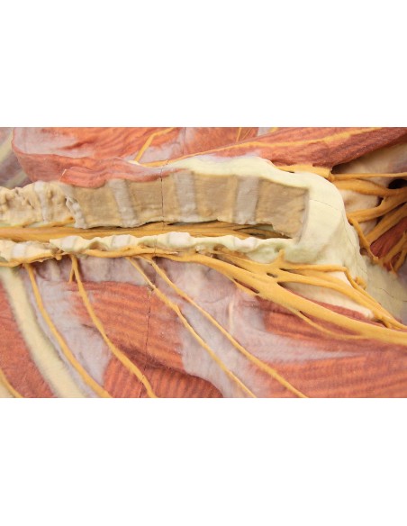 Deep ventral dissection of the human body (Posterior view) - Erler Zimmer 3D anatomy Series MP1410