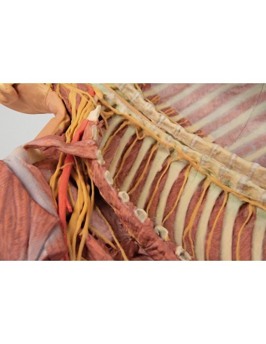 Deep ventral dissection of the human body...