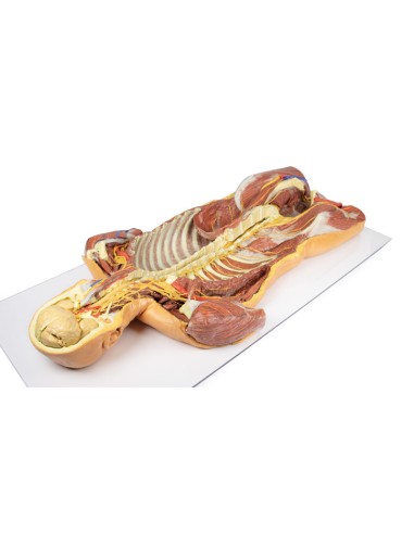 Disección ventral profunda del cuerpo humano...