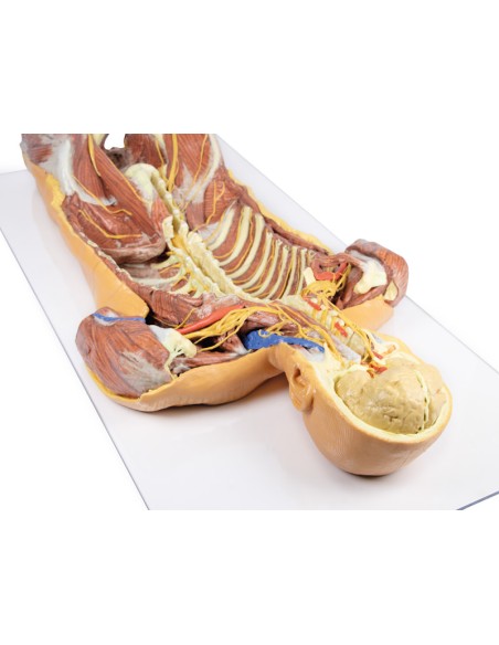 Deep ventral dissection of the human body (Posterior view) - Erler Zimmer 3D anatomy Series MP1410