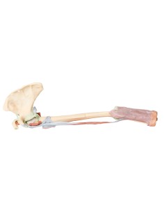 Dissection du membre supérieur - Biceps, os et ligaments...