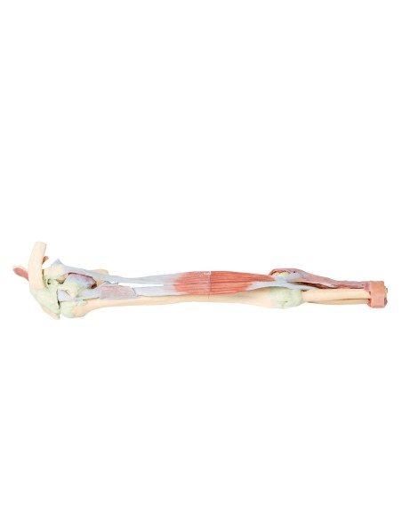 Dissezione dell'arto superiore - Bicipiti, ossa e legamenti - Erler Zimmer 3D anatomy Series MP1515