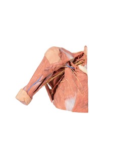 Dissection de la paroi thoracique droite - axillaire et...