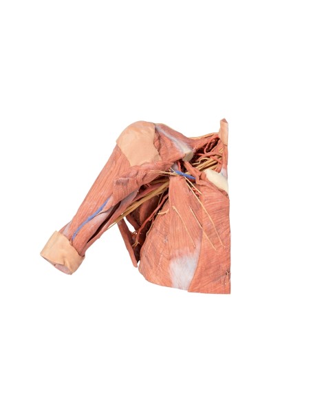 Dissection of the right chest wall - axilla and root of the neck - Erler Zimmer 3D anatomy Series MP1521