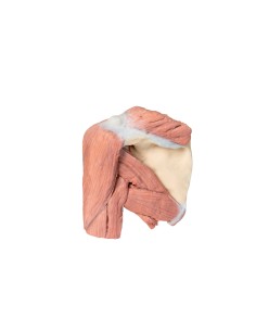 Dissezione della spalla sinistra - Muscoli superficiali e...