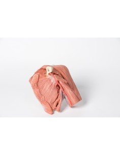 Dissection de l'épaule gauche - Muscles superficiels et... 2