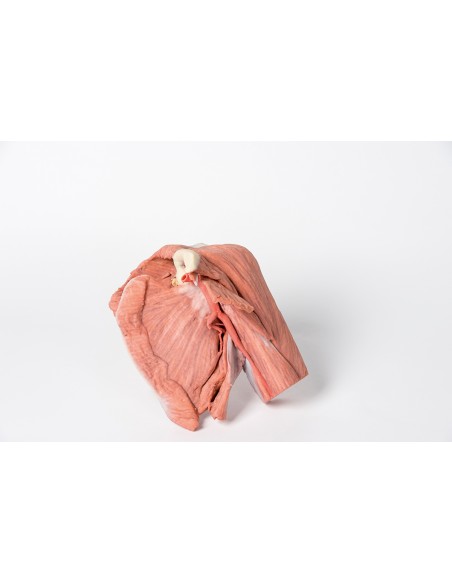 Dissection de l'épaule gauche - Muscles superficiels et artère axillaire et brachiale - Erler Zimmer 3D anatomy Series MP1523
