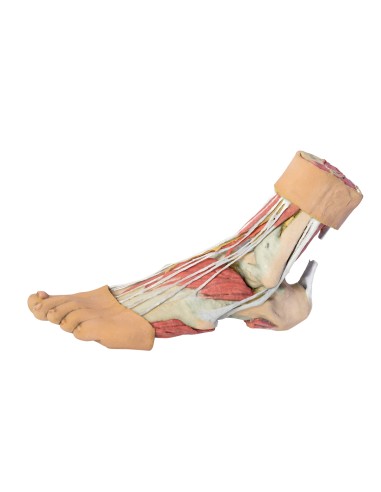 Structures de la surface plantaire du pied - Erler Zimmer 3D anatomy Series MP1900