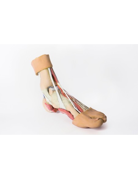 Structures of the plantar surface of the foot - Erler Zimmer 3D anatomy Series MP1900