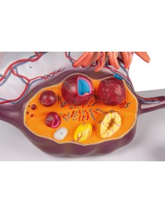 Anatomical model of Ovaia Erler Zimmer L103 2