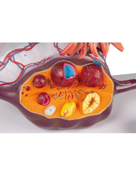 Modello anatomico di Ovaia Erler Zimmer L103