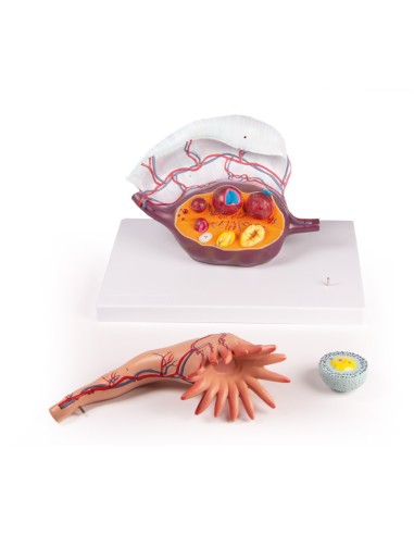 Modello anatomico di Ovaia Erler Zimmer L103