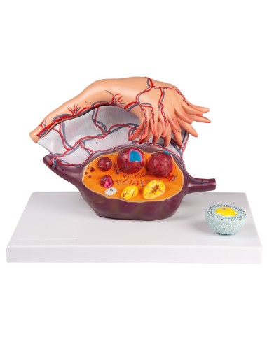 Modello anatomico di Ovaia Erler Zimmer L103