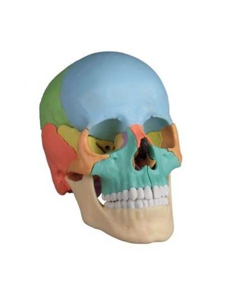 Erler Zimmer skull decomposable into 22 parts colored 4708