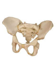 Erler Zimmer, modelo de pelvis de un niño de 5 años 4051 2