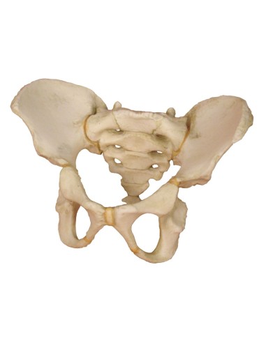 Erler Zimmer, pelvis model of a 5-year-old...