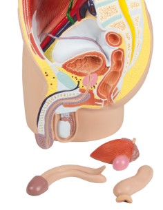 Erler Zimmer, anatomical model of male pelvis in 4 parts...