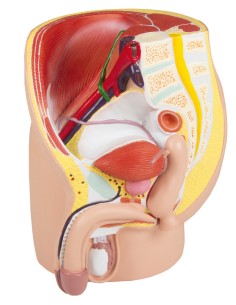 Erler Zimmer, anatomisches Modell des männlichen Beckens... 2