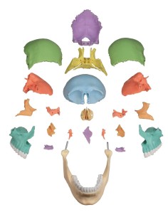 Cranio Erler Zimmer scomponibile in 22 parti colorato 4708 2