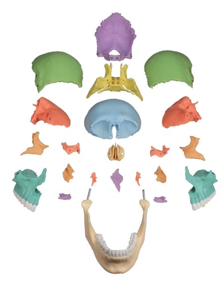 Erler Zimmer skull decomposable into 22 parts colored 4708