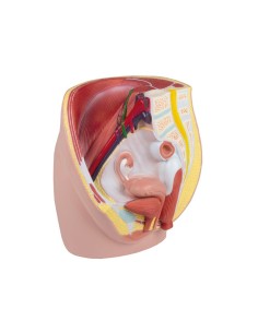 Erler Zimmer, modello anatomico di pelvi femminile in 3... 2