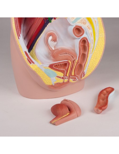 Erler Zimmer, anatomisches Modell des weiblichen Beckens in 3 Teilen H210