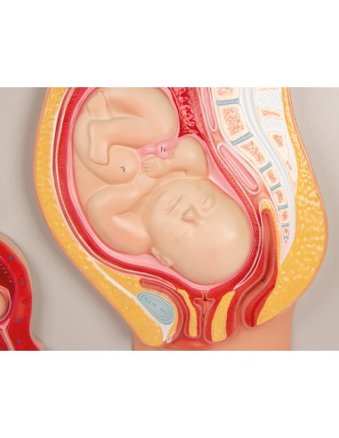 Desarrollo fetal Erler Zimmer L101