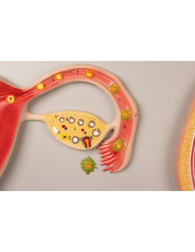 Desarrollo fetal Erler Zimmer L101